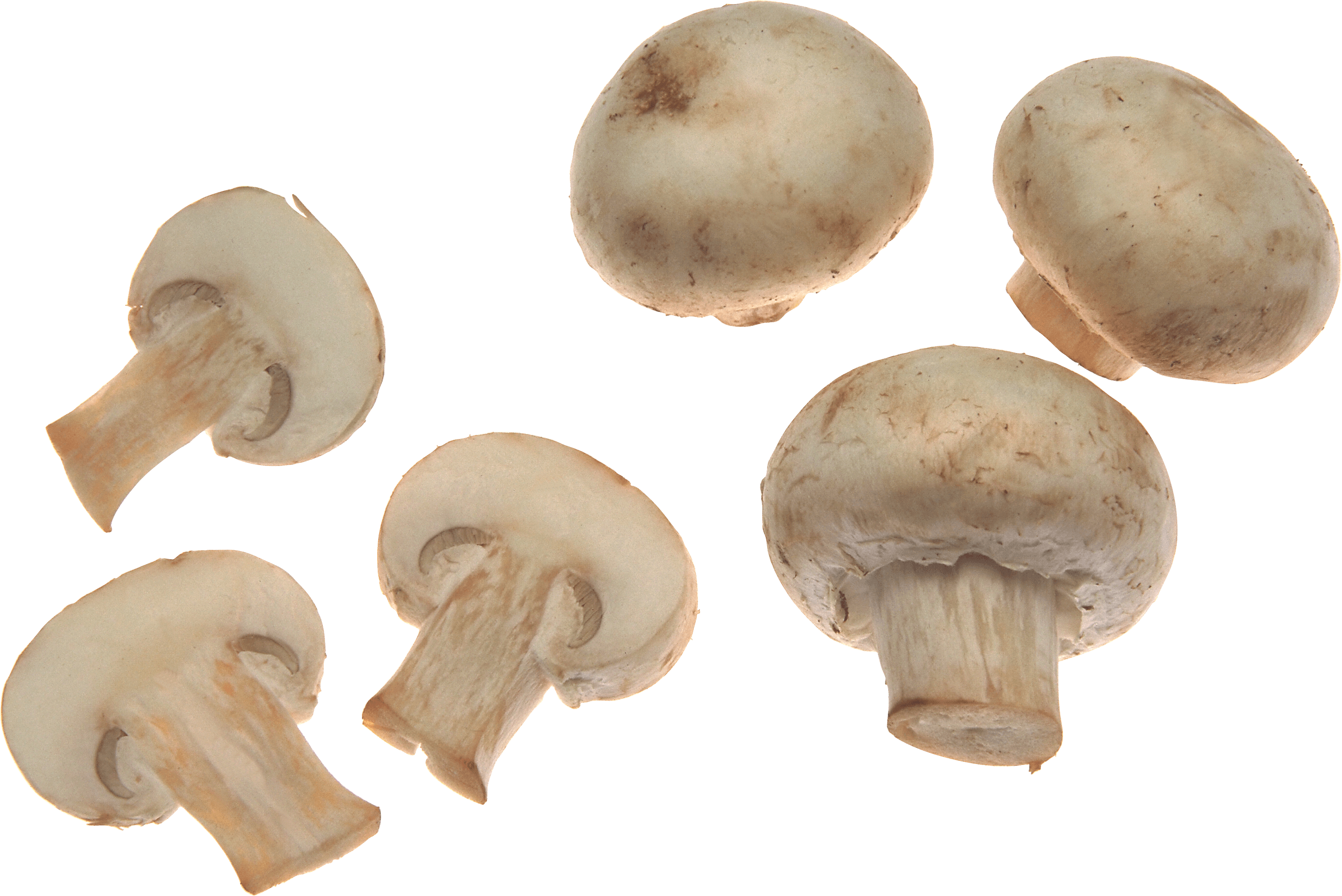White Mushrooms Png Image PNG Image