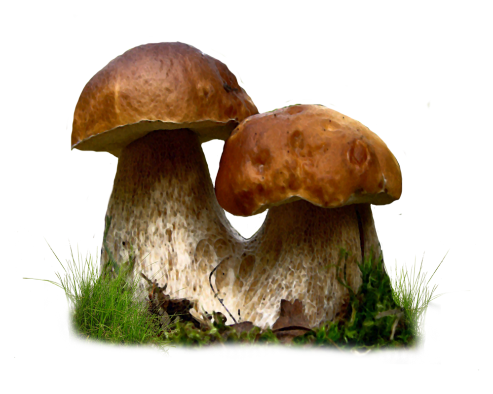 Mushroom Transparent PNG Image