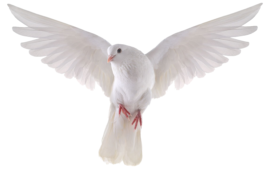 Flying Pigeon Peace PNG Download Free PNG Image