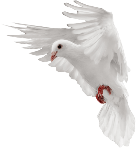 White Flying Pigeon Png Image PNG Image