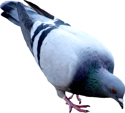 Pigeon Png File PNG Image