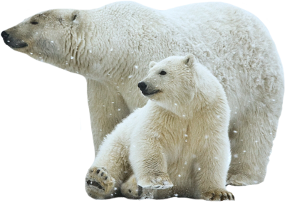 Polar Bear Free Download Png PNG Image