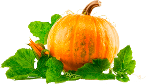Pumpkin Png Clipart PNG Image