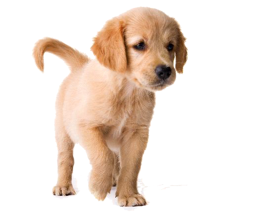 Golden Retriever Puppy Image PNG Image