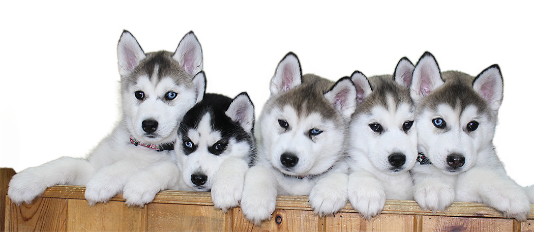 Siberian Husky Puppy File PNG Image