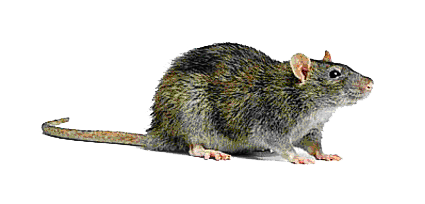 Rat Transparent Background PNG Image