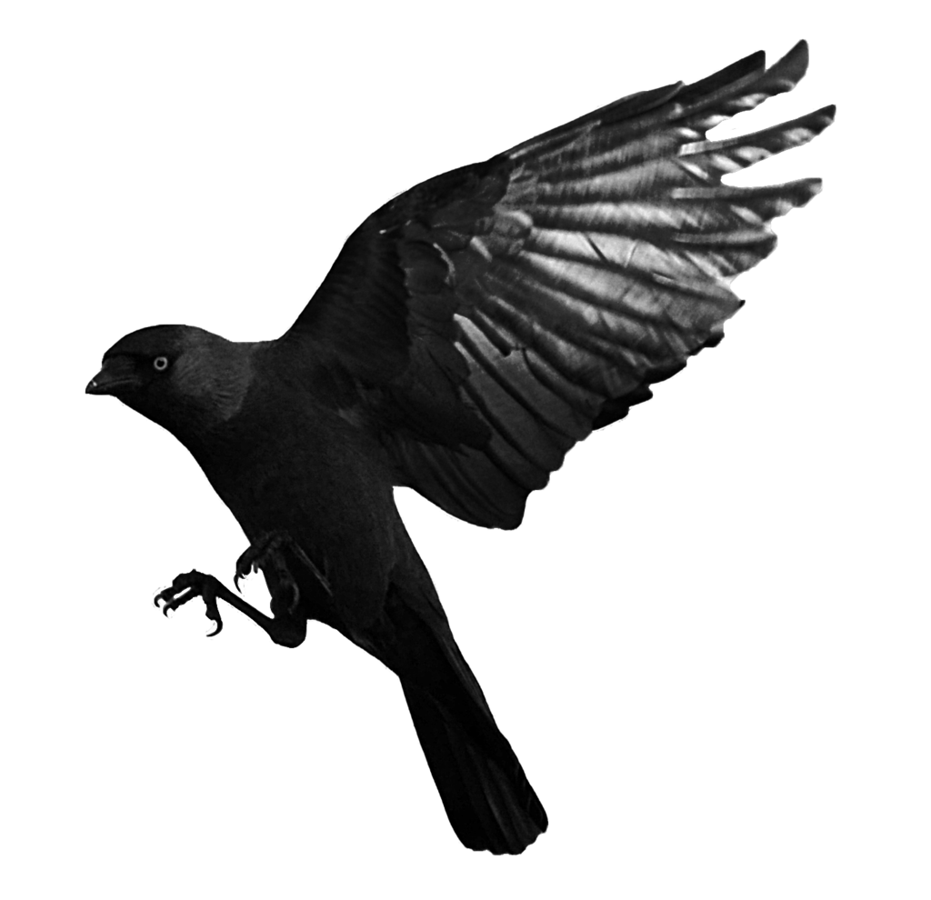 Raven Flying Transparent PNG Image