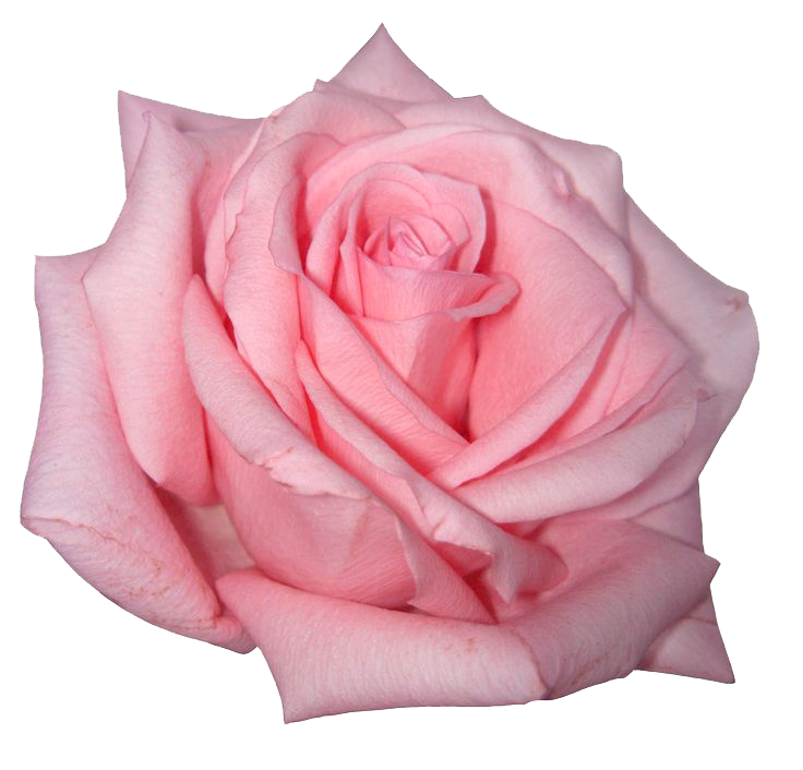 Pink Rose Image PNG Image