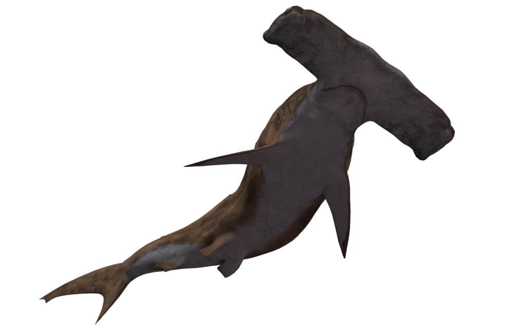 Shark Transparent Background PNG Image