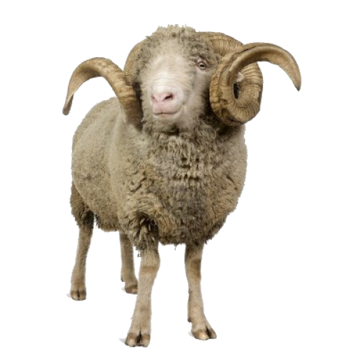 Sheep Png File PNG Image