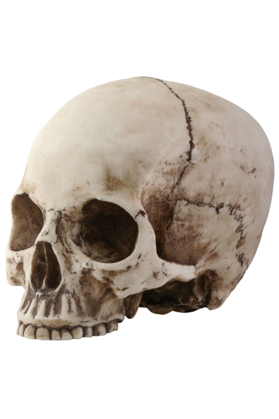 Skeleton Head Png Picture PNG Image