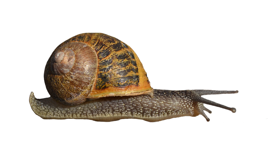 Snail Transparent PNG Image