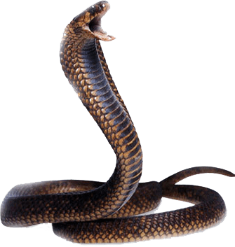 Cobra Snake Png Image Download Picture PNG Image