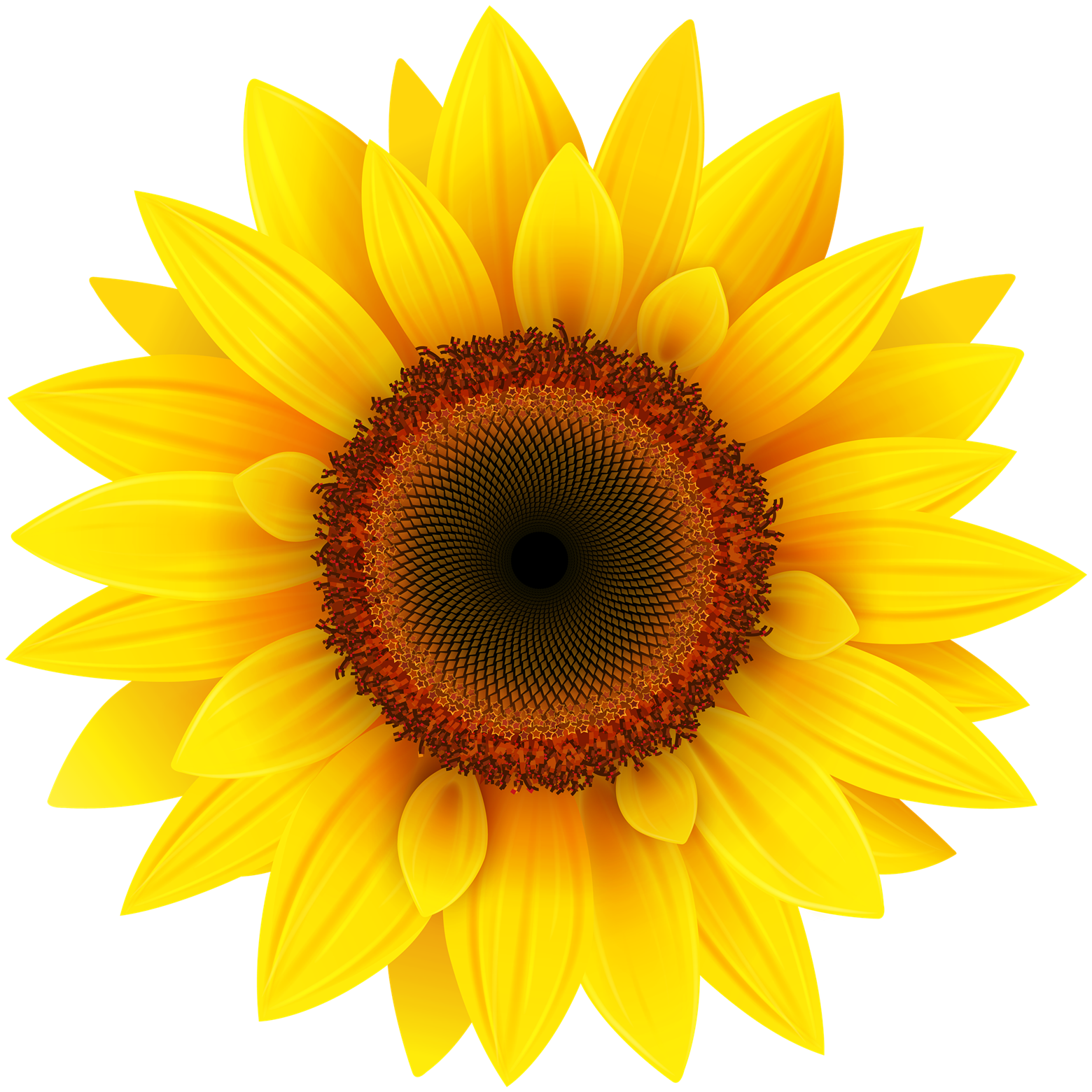 Sunflower Transparent Image PNG Image