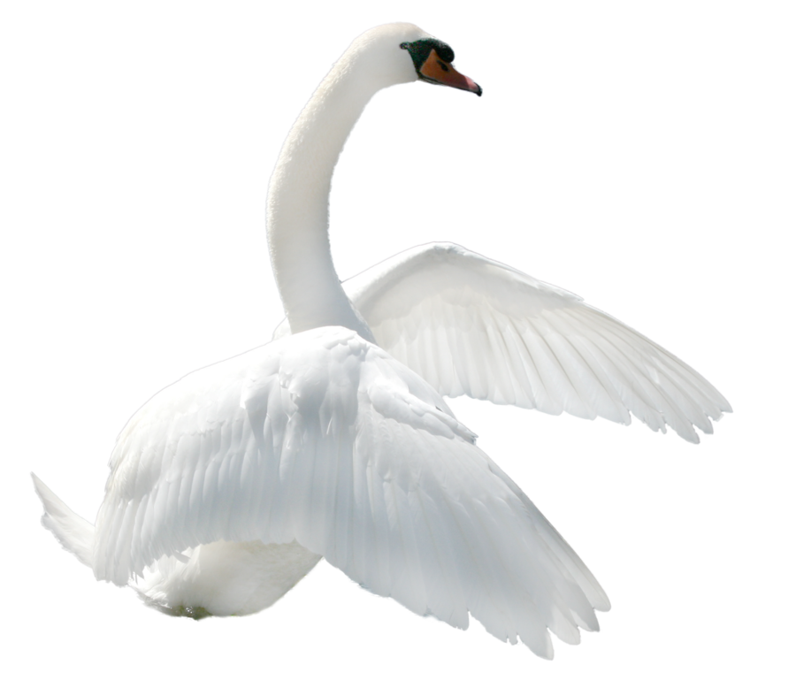 Swan Png Image PNG Image