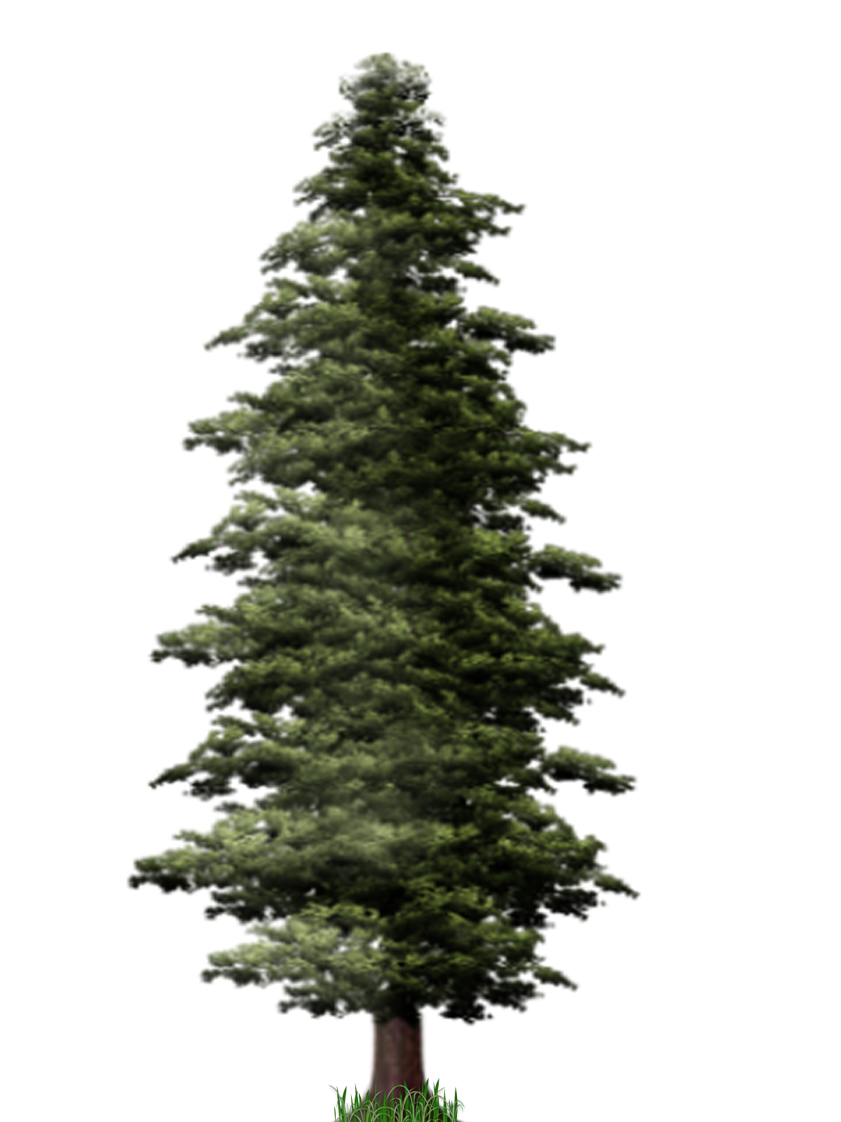 Pine Tree File PNG Image