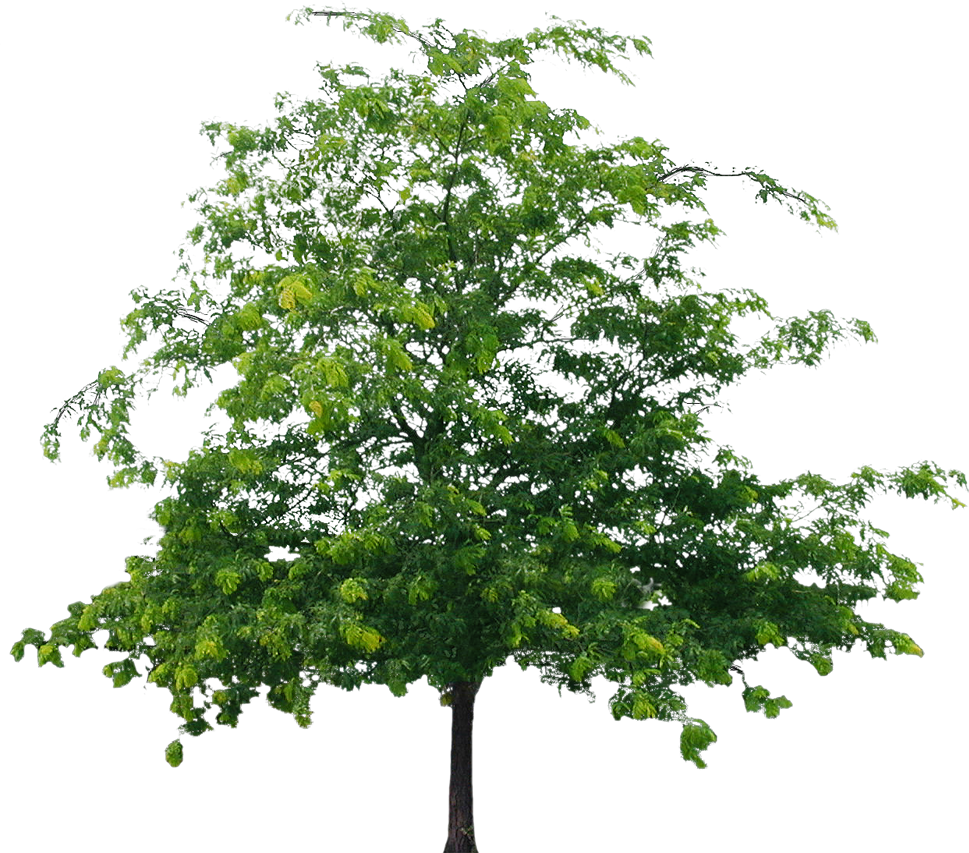Tree File PNG Image