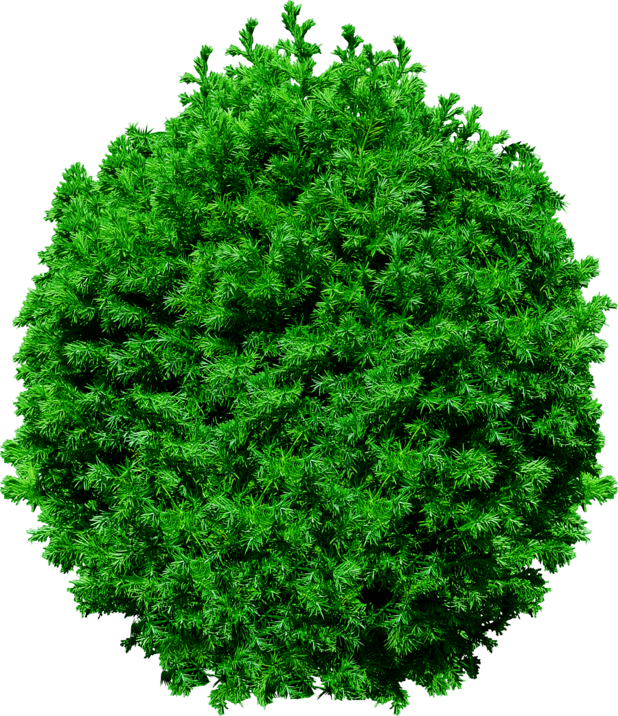 Tree Top Transparent Image PNG Image