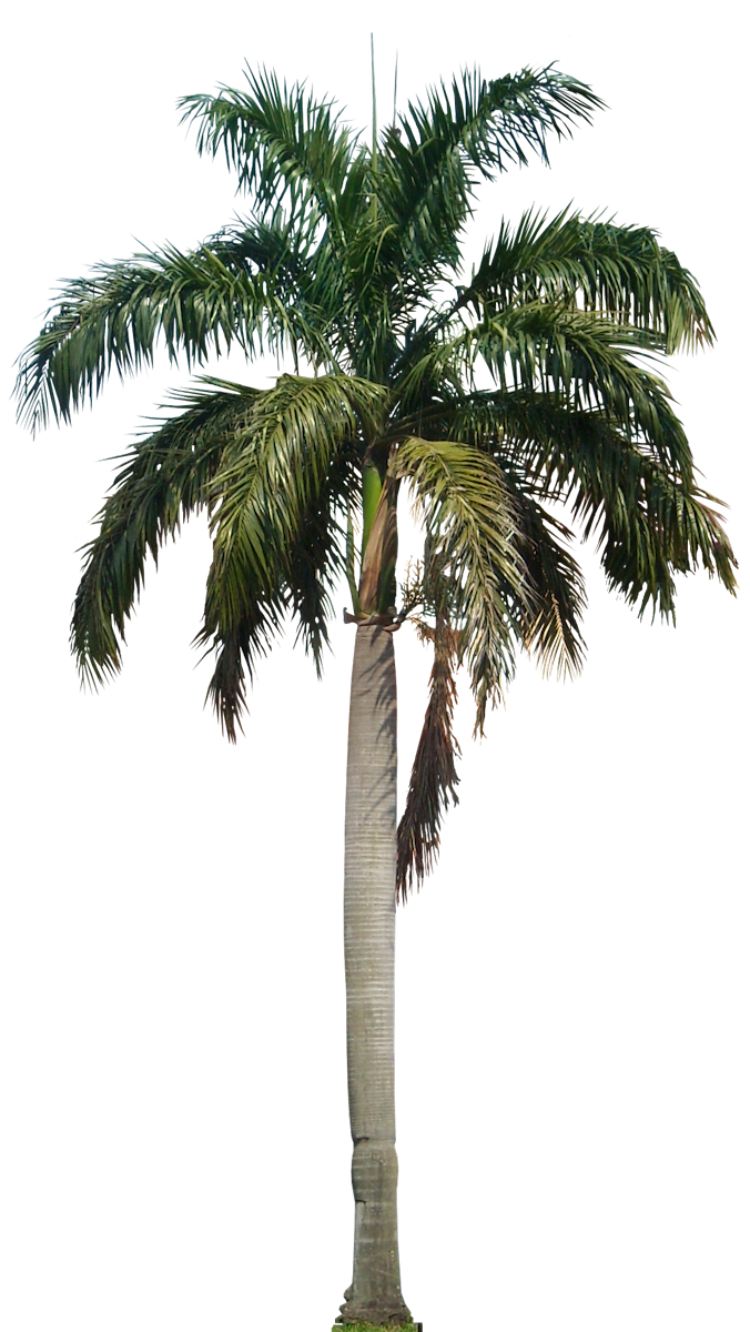 Coconut Tree Hd PNG Image