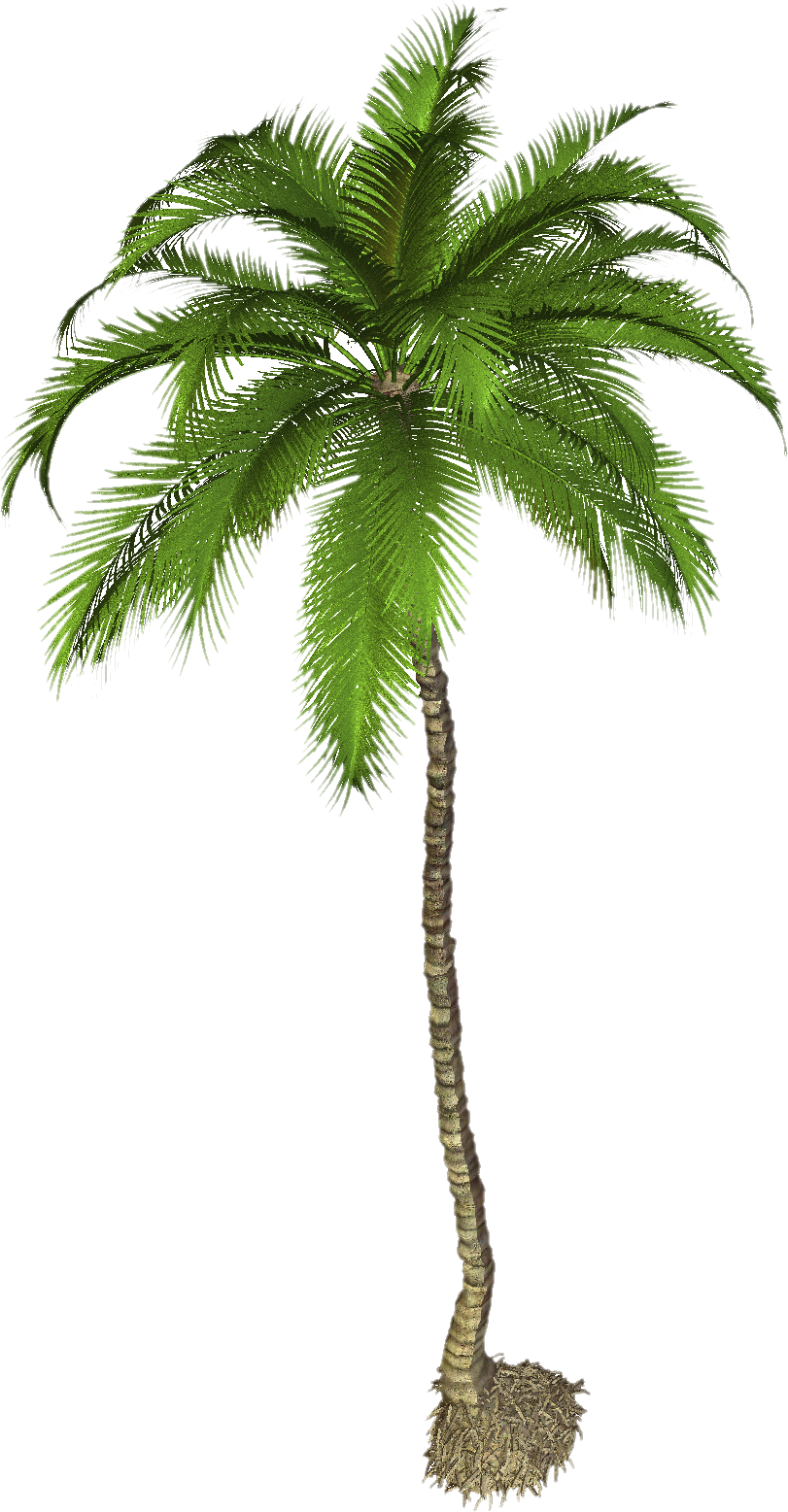 Coconut Tree Photo PNG Image
