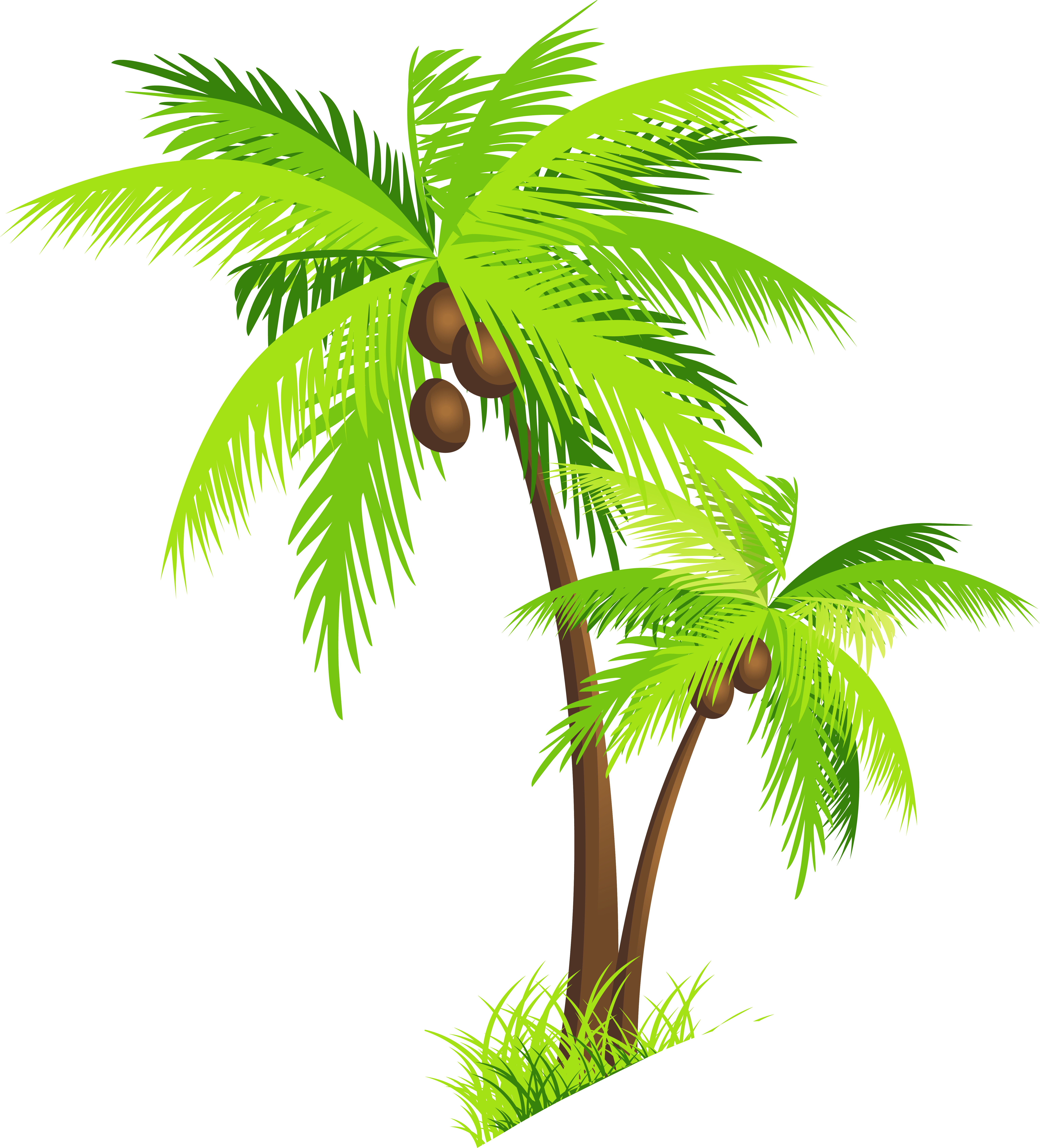 Coconut Tree Clipart PNG Image