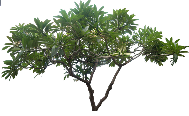 Jungle Tree Picture PNG Image