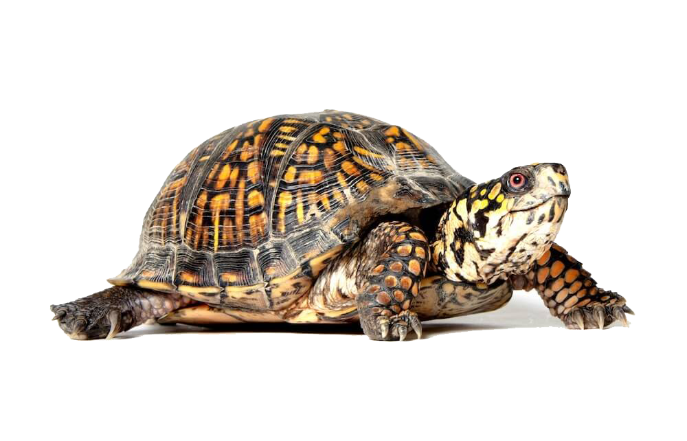 Box Turtle File PNG Image