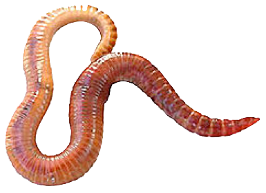Worms Png Clipart PNG Image