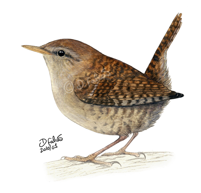 Wren Png Clipart PNG Image