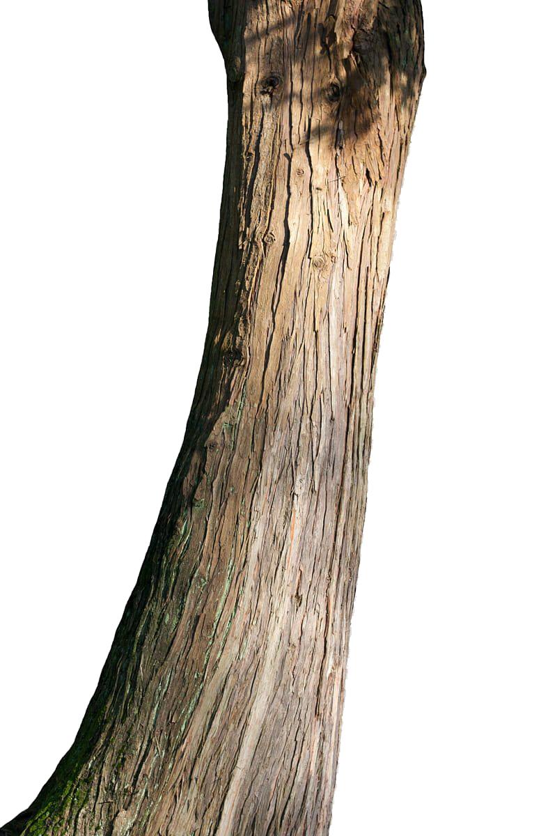 Tree Trunk Drawing png download - 889*1280 - Free Transparent Branch png  Download. - CleanPNG / KissPNG