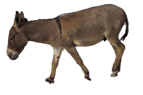 working donkey images clipart