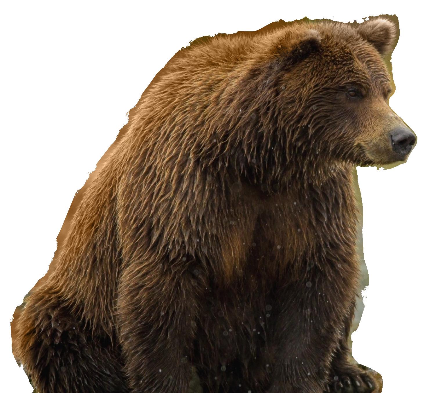 bear PNG transparent image download, size: 3364x2644px