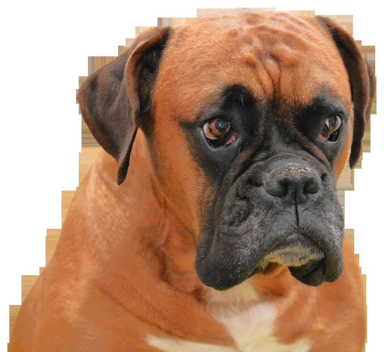 boxer dog face clipart