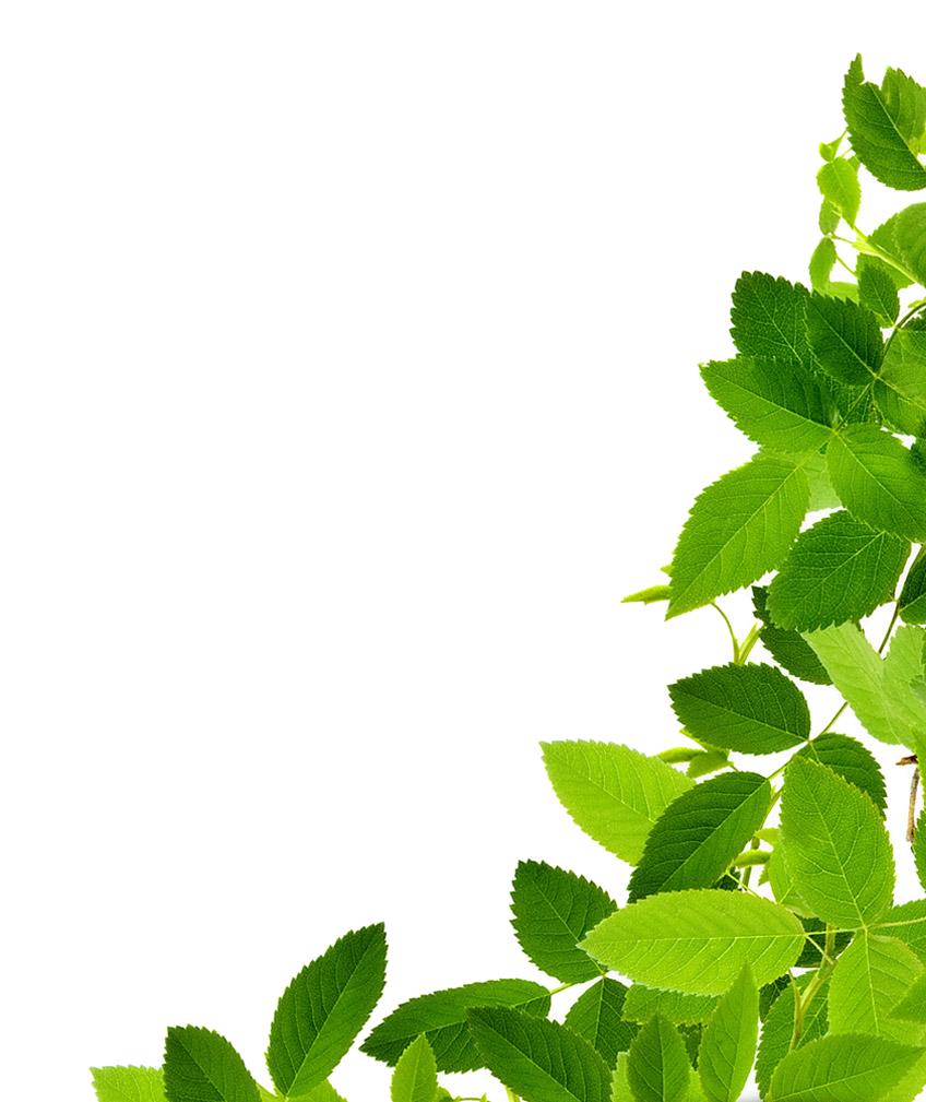 Mint Leaf PNG Transparent Images Free Download, Vector Files