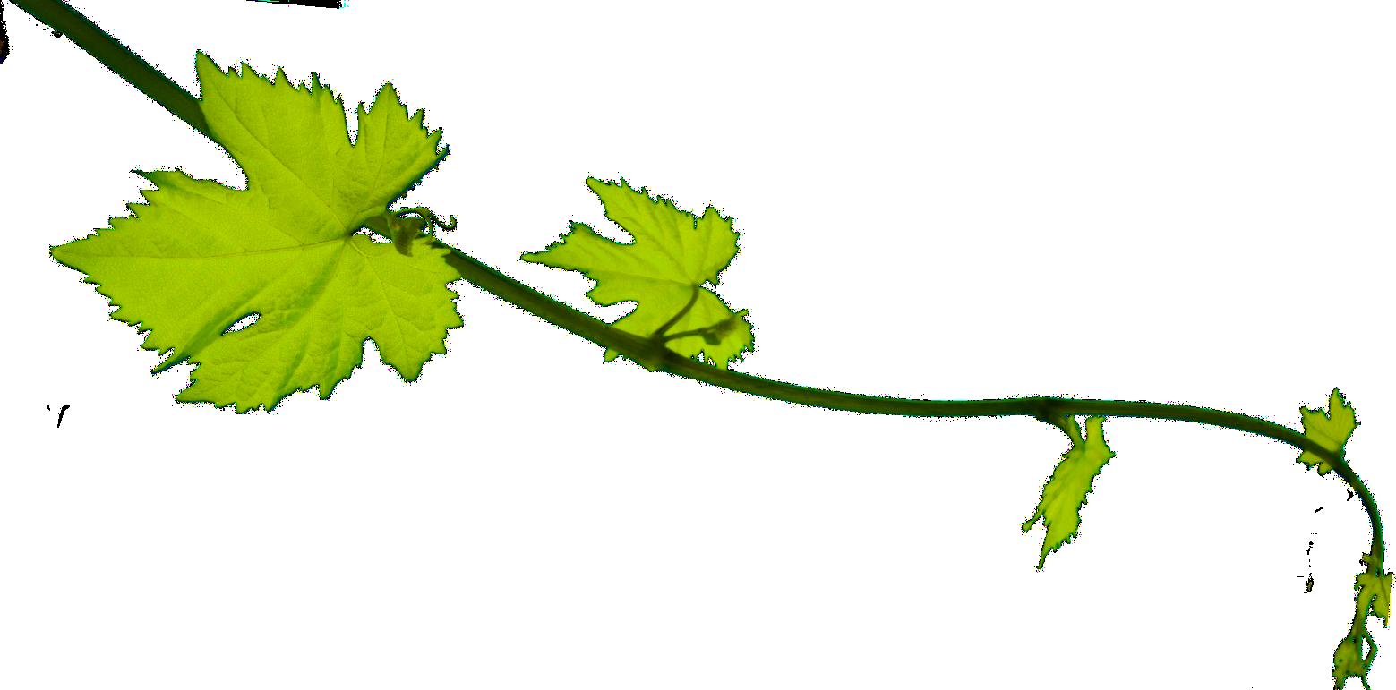 green vines png