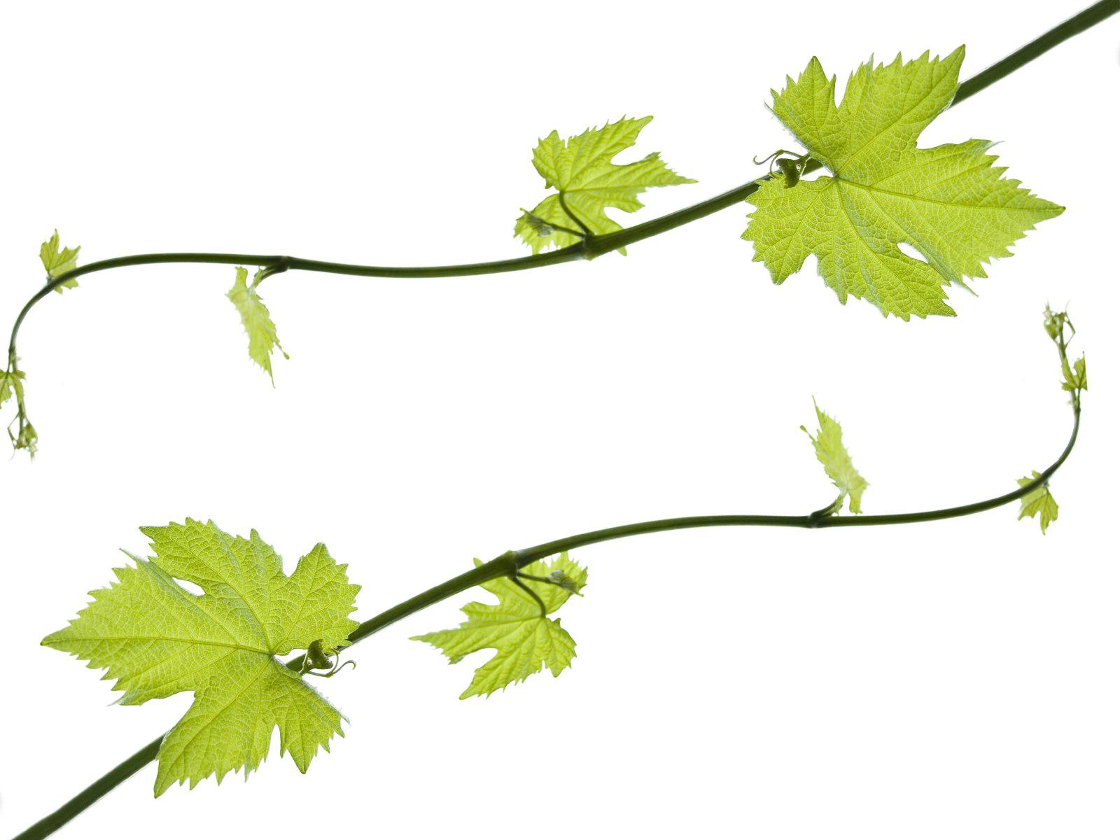 vine icon transparent background