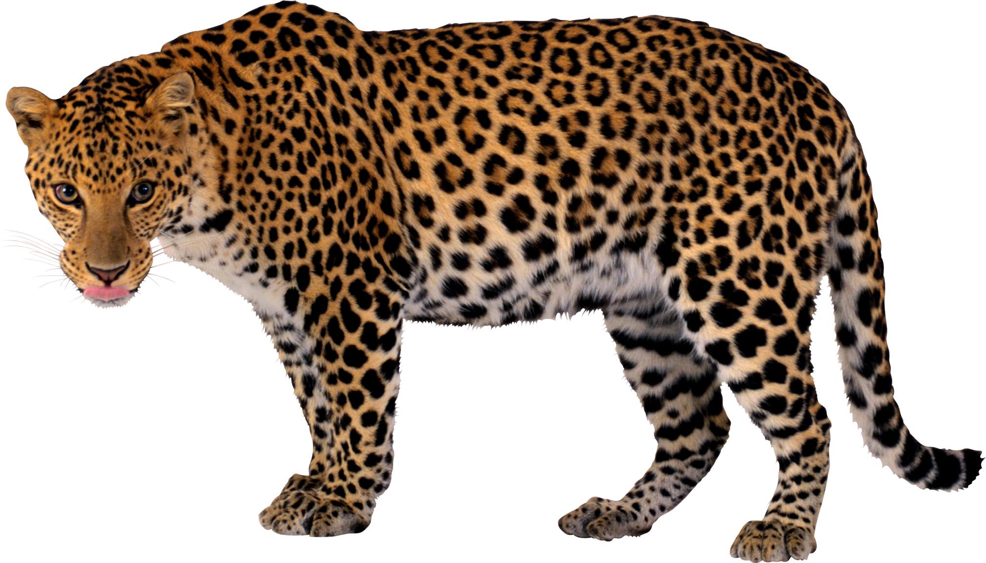 cheetah print png