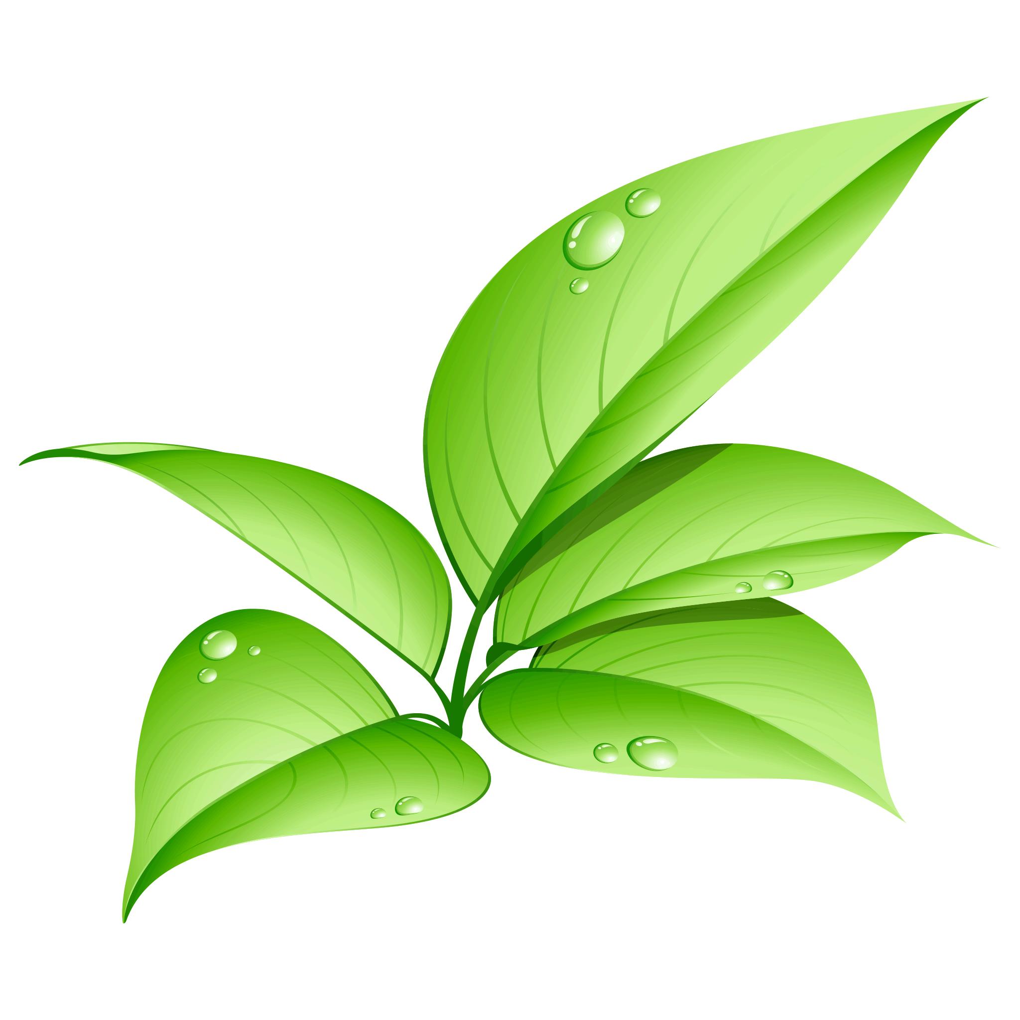 leaf vector png