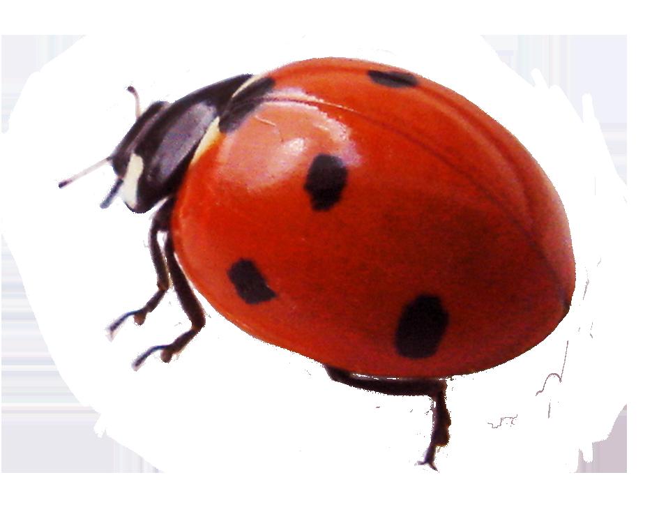 Ladybug PNG Image  Ladybug, Insects, Bugs