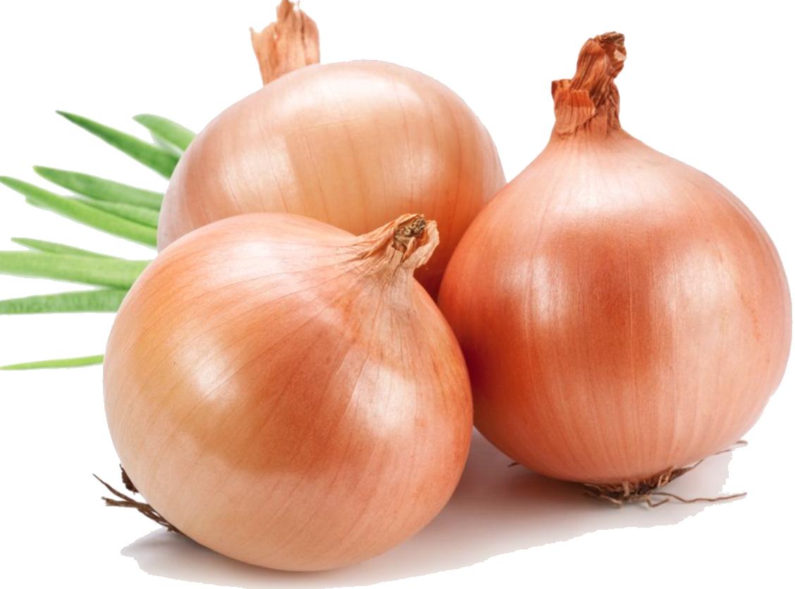 onion clipart