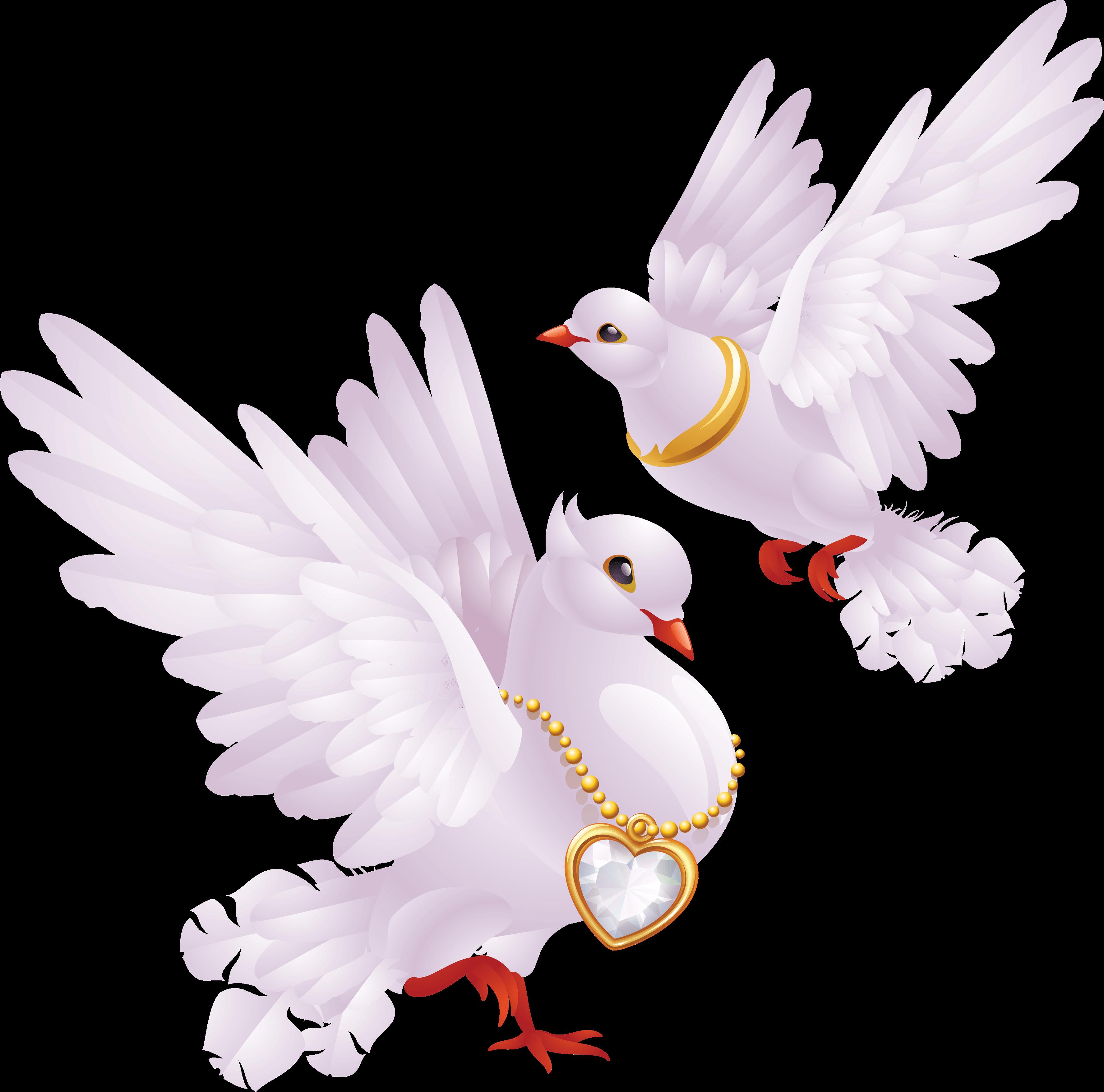 Download White Peace Pigeon HD Image Free HQ PNG Image | FreePNGImg