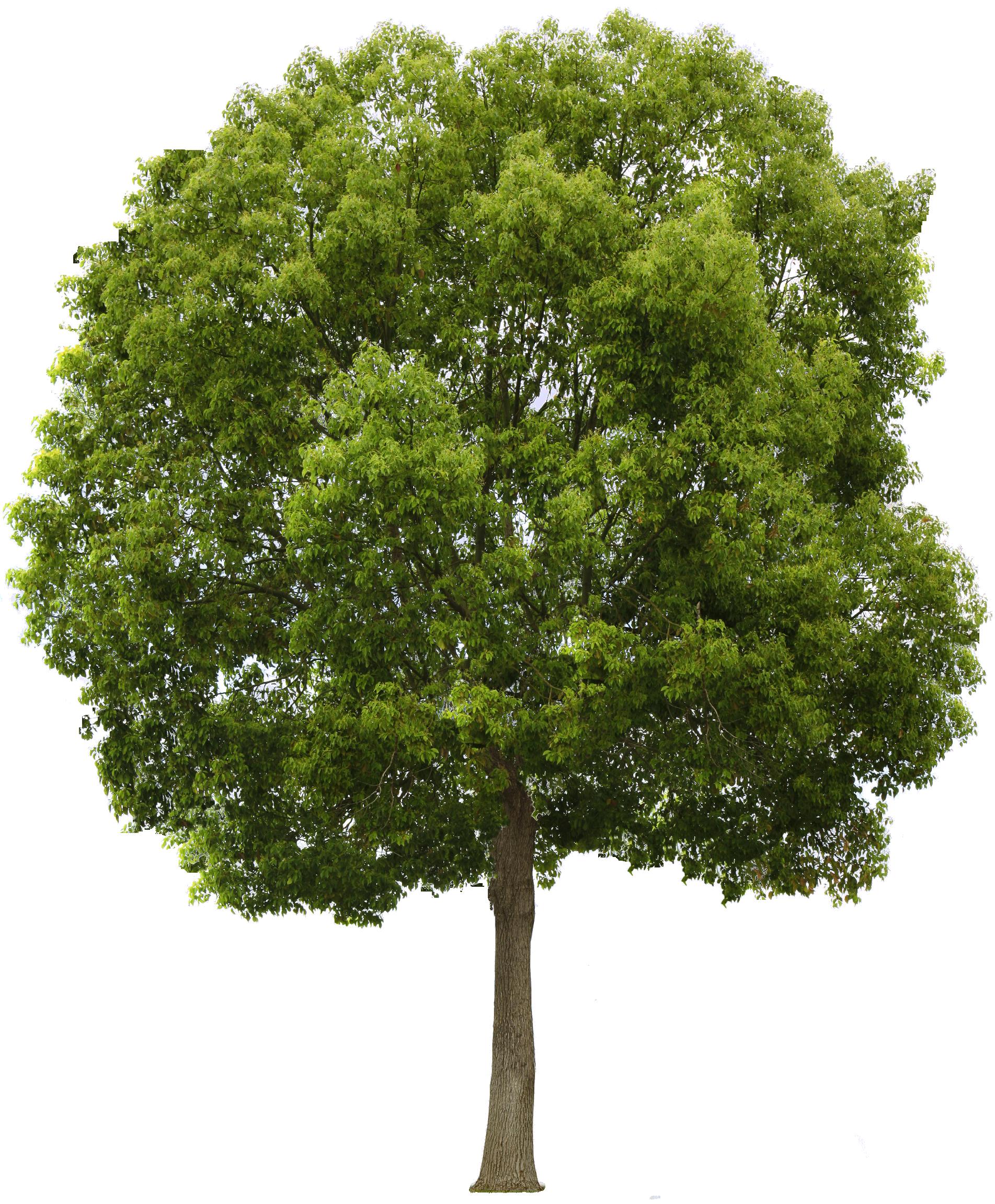 tree icon png