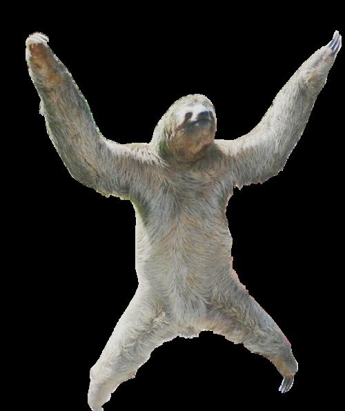 transparent sloth tumblr