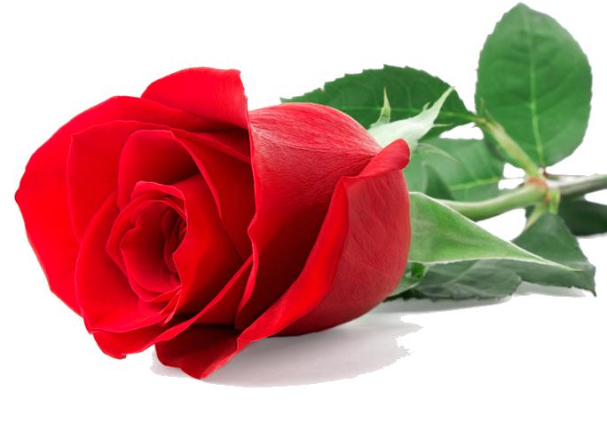 Red rose png images