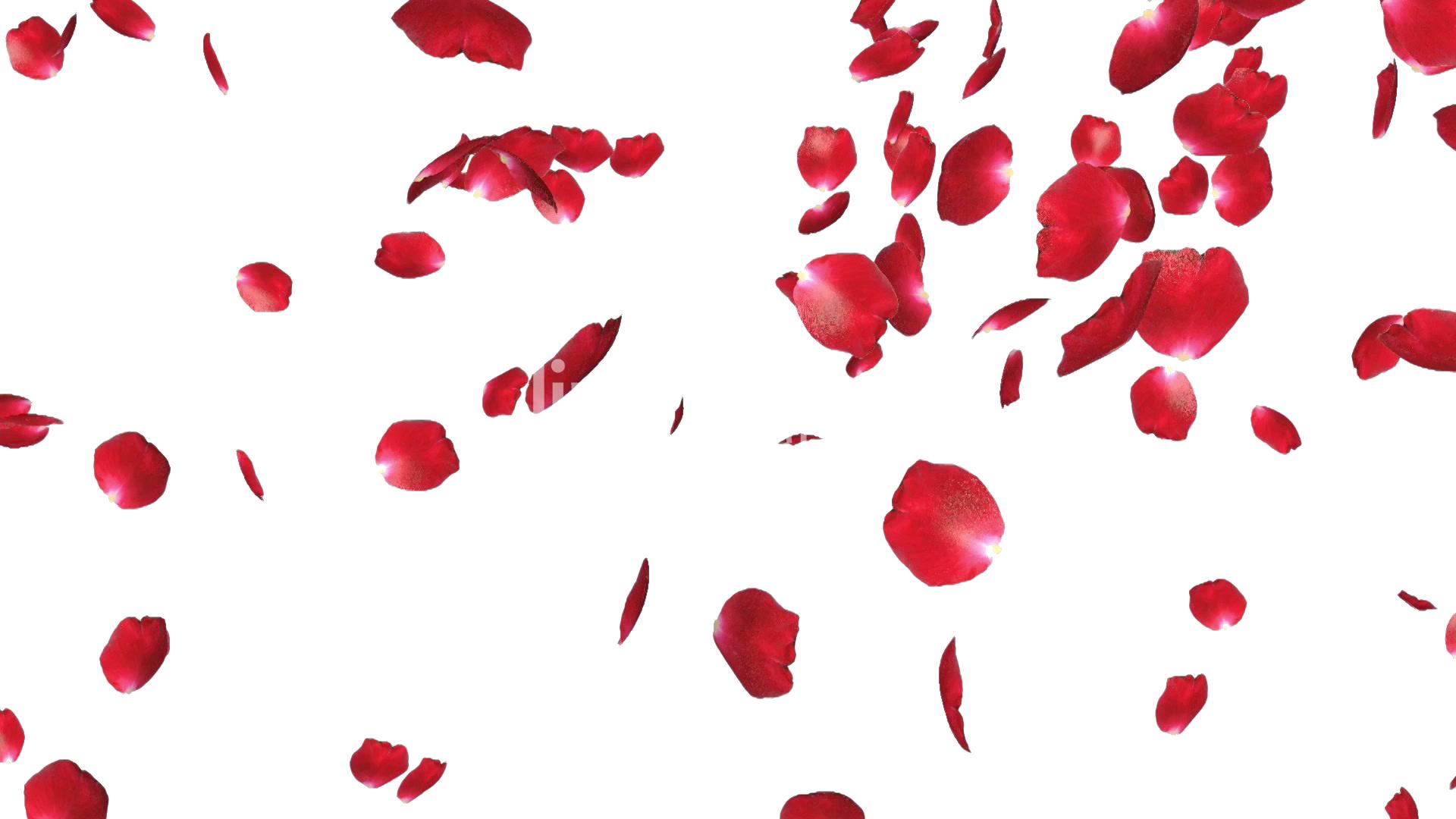 flower petals gif