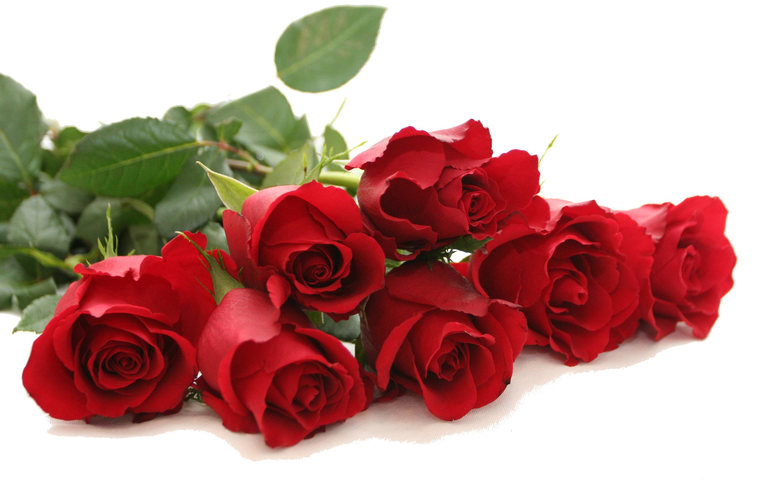 Free red rose Photos & Pictures