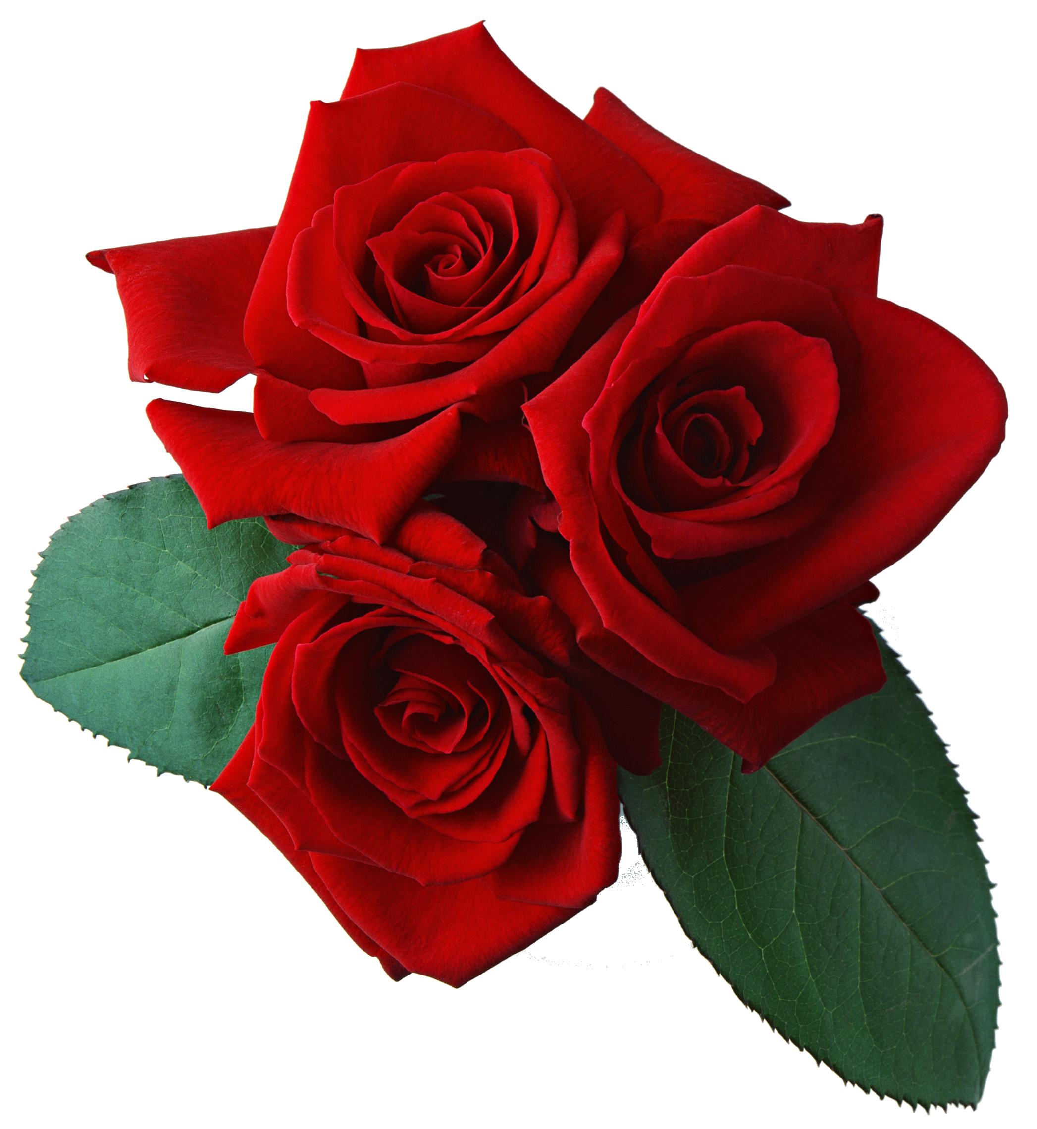 lækage vigtig Styrke Download Red Rose Transparent Background HQ PNG Image | FreePNGImg