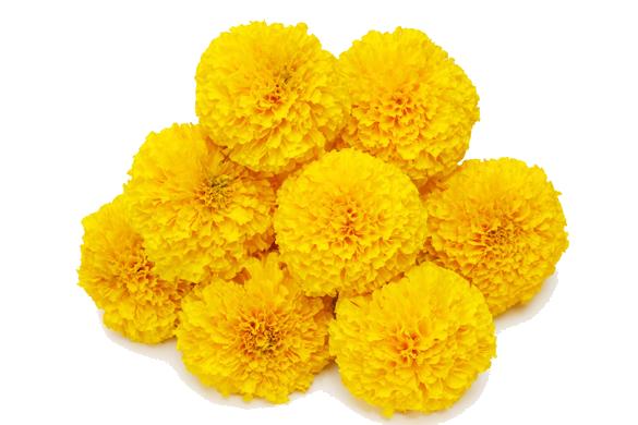 Marigold - Bottom Mutande Brasiliana Tezenis Png,Marigold Png - free  transparent png images 