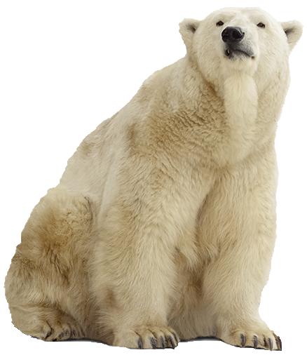 Polar Bear Alpha, HD Png Download(910x480) - PngFind