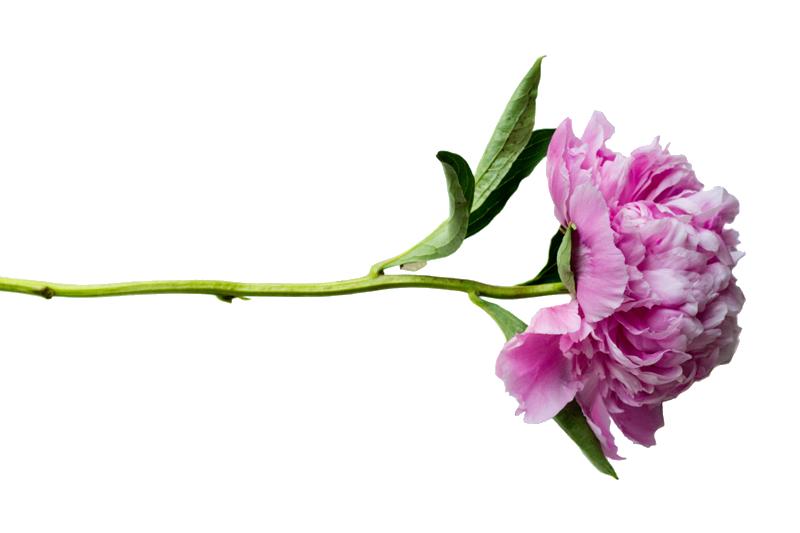 Download Peonies Transparent HQ PNG Image | FreePNGImg